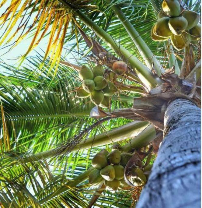 تْشانغو Villa Mimpi Nyata المظهر الخارجي الصورة
